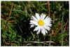 stokrotka