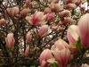magnolie na Wawelu