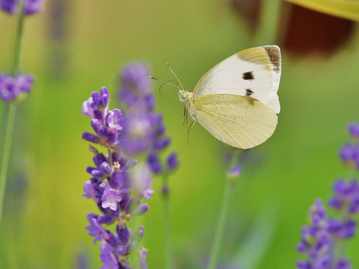 Schmetterling und Lavendel