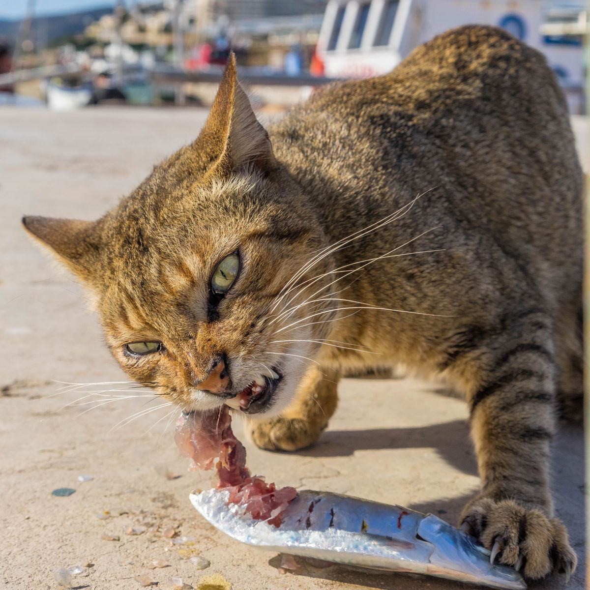 Die Katze läßt das Fischen nicht.