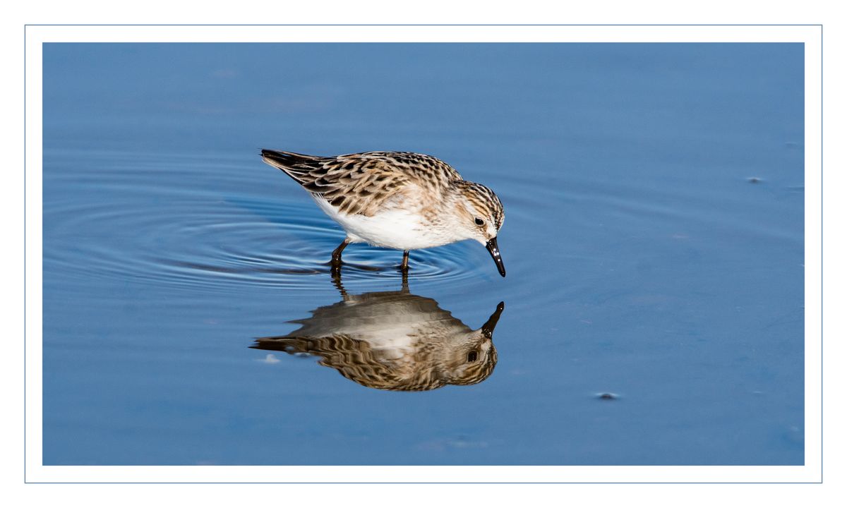 Sanderling DSC07926.jpg