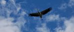 12081