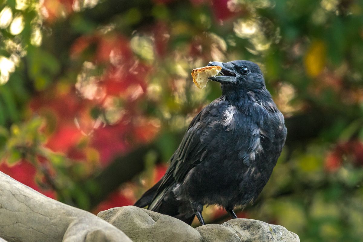 Krähe mit Brot im Herbstlicht