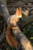 Eichhörnchen-09119.jpg