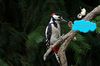 P1580146 Hallo Kaupii ein guten Rutsch.JPG