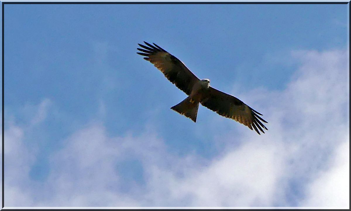 Bussard.jpg