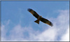 Bussard.jpg