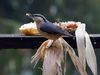 P1010437 Vogel Kleiber frisst Maiskolben in Grafenau.JPG