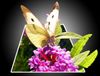 Schmetterling-kaupi-hat-wieder-mal-gespielt.jpg