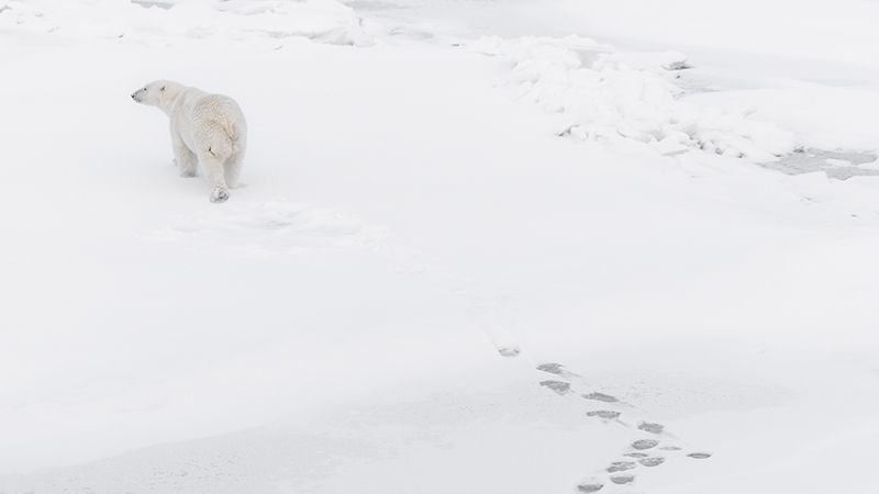 polarbear-blog-image.jpg