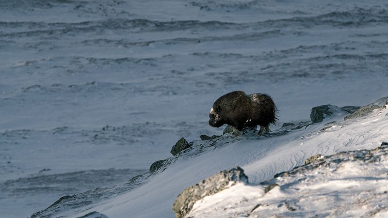 muskox-blog-image.jpg