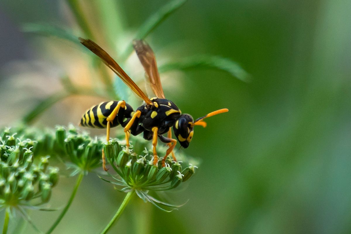 Wespe auf Startrampe