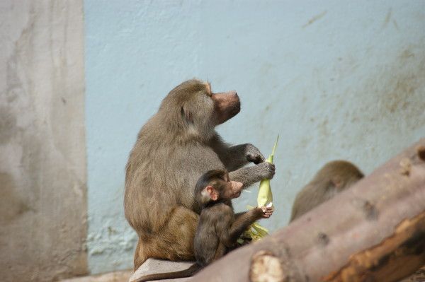 zoo