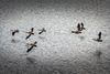 Flug der Nilgänse