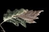Blatt im Herbst
