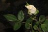 Rose mit Blätter