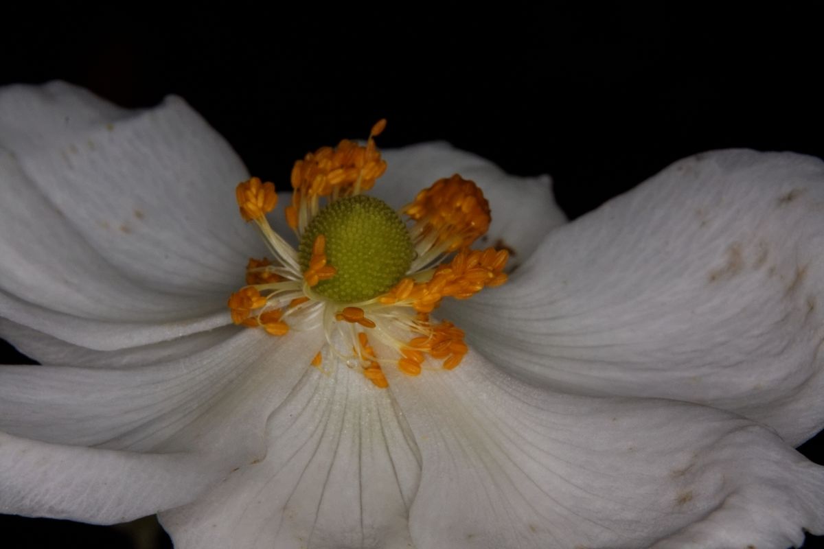Blüte