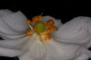 Blüte