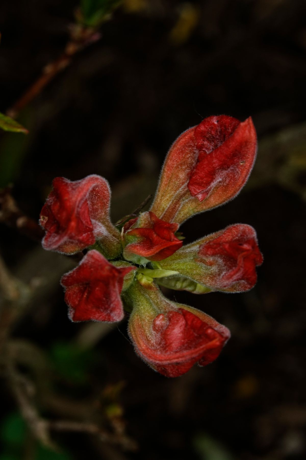 rot Blüte