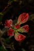 rot Blüte