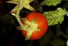Tomate