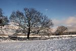 Bäume in Winterpause