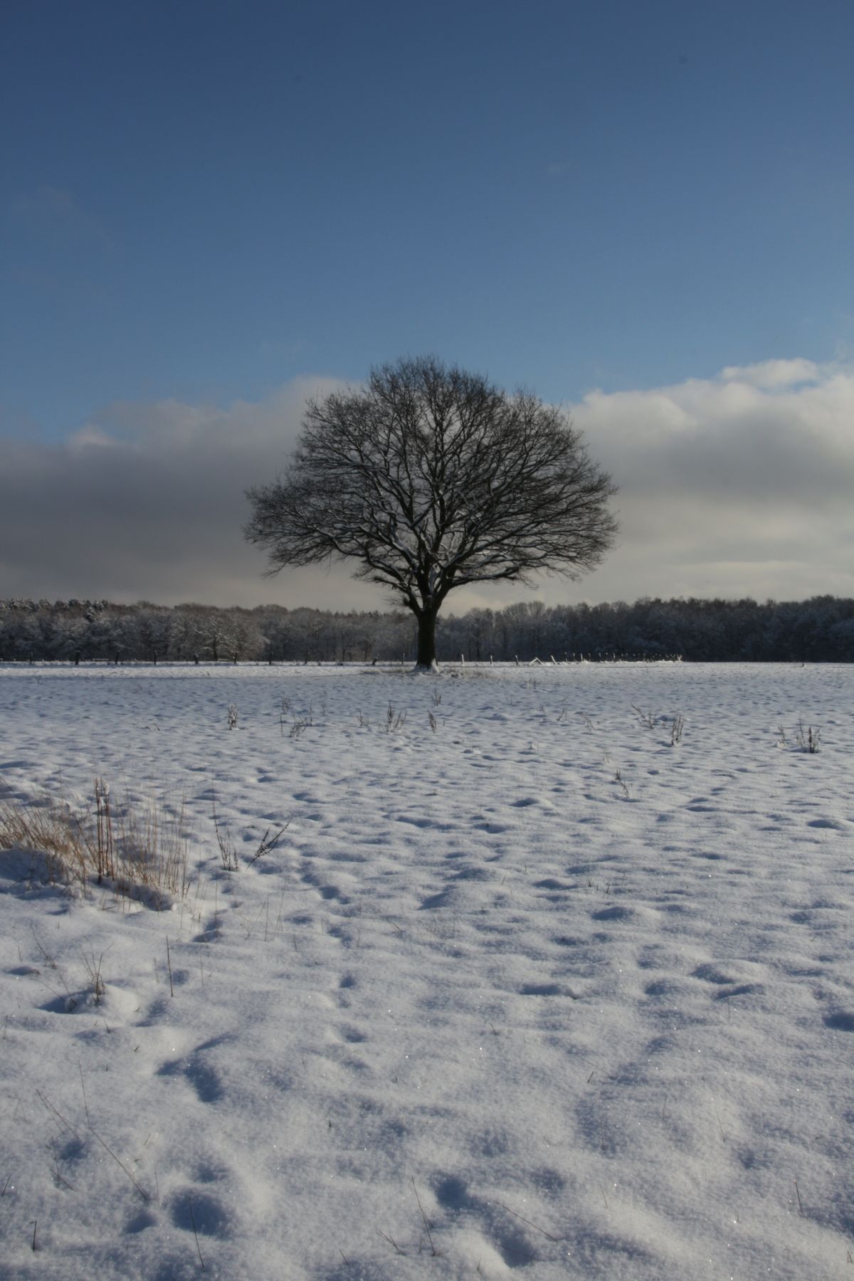 Einsamer Baum im Winter