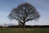 Einsamer Baum auf der Wiese