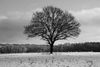 der baum im Schnee