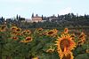 Sonnenblumenfeld