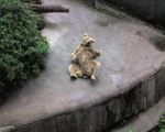 Miś w Zoo w Ostrawie ;)
