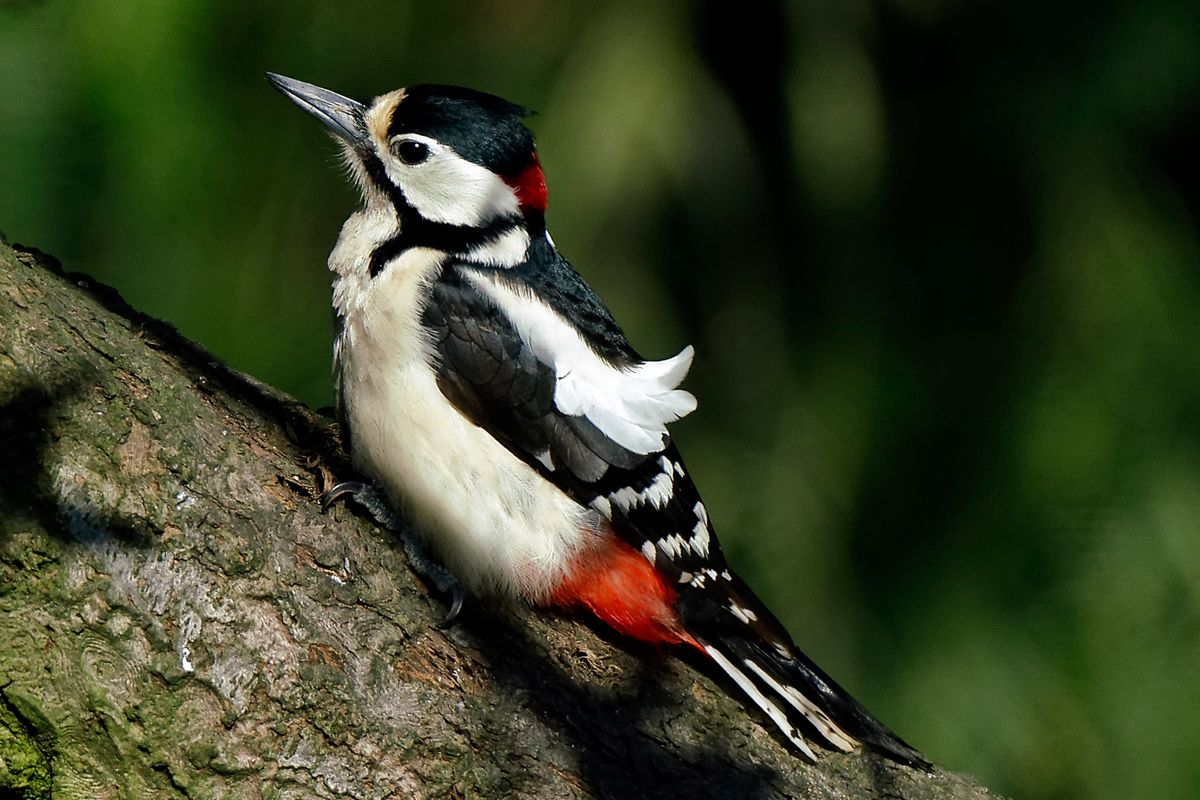 Bild für Forumsbeitrag : "Im Bann der COVID-19 Pandemie, Wildlife im Garten und vor der Haustür ! " ( Diese Aufnahme entstand in APS-C / Super 35mm Modus, mit 900mm / Äquivalent zu 35 mm )