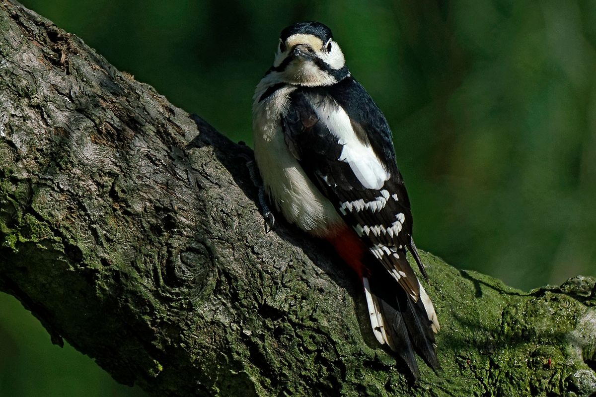 Bild für Forumsbeitrag : "Im Bann der COVID-19 Pandemie, Wildlife im Garten und vor der Haustür ! " ( Diese Aufnahme entstand in APS-C / Super 35mm Modus, mit 900mm / Äquivalent zu 35 mm )