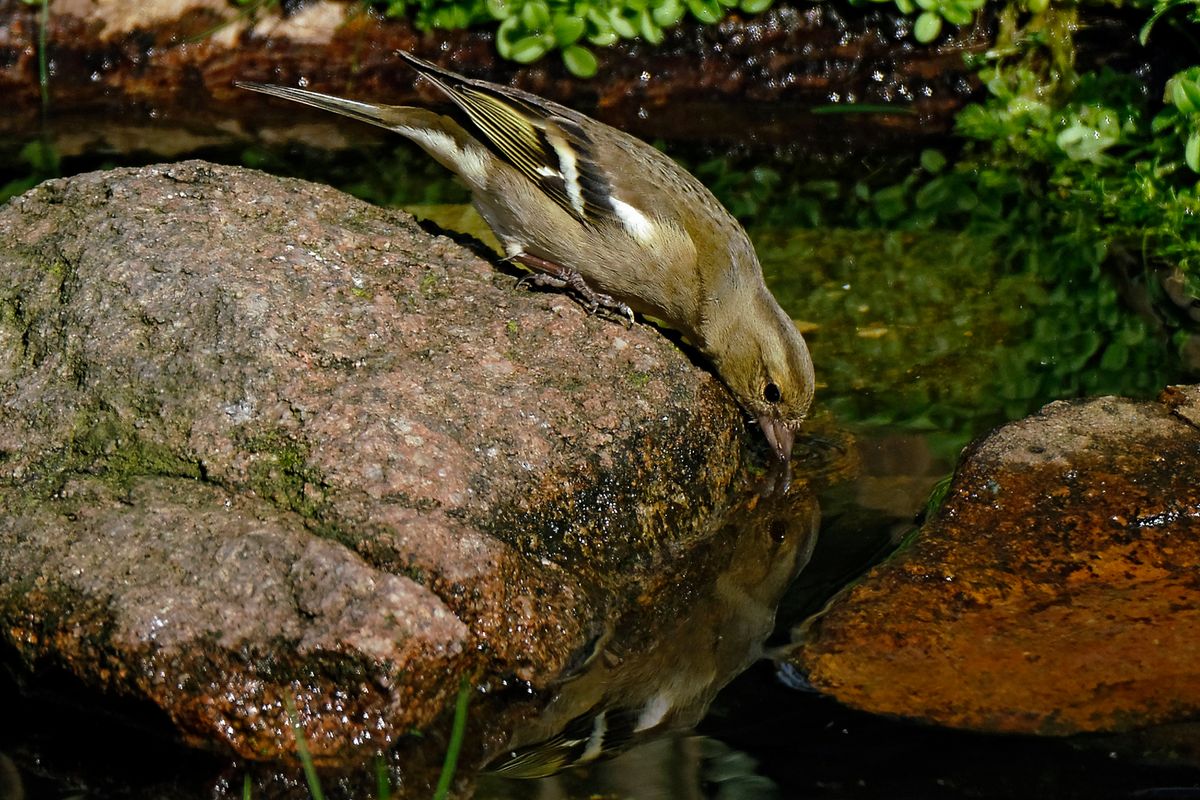 Bild für Forumsbeitrag : https://community.sony.de/t5/termine-treffen-off-topic/im-bann-der-covid-19-pandemie-wildlife-im-garten-und-vor-der/td-p/2753352 ( Diese Aufnahme entstand in APS-C / Super 35mm Modus, mit 900mm / Äquivalent zu 35 mm )