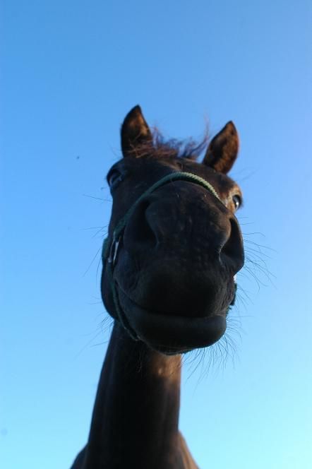 Konik... :)