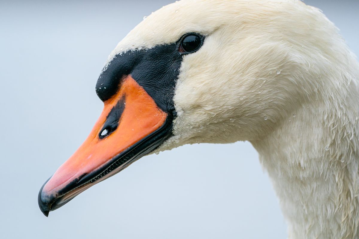 Schwan001.jpg