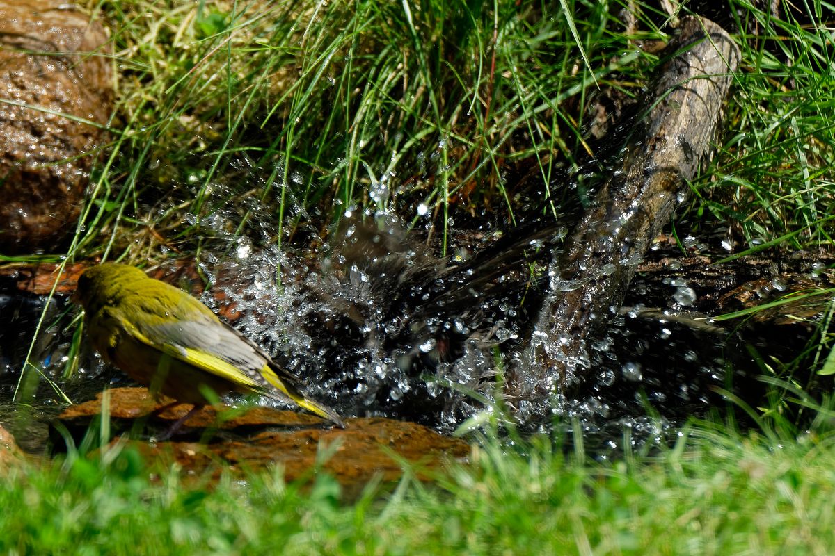 Ein Amsel Weibchen nimmt ein Vollbad ! Links ist ein Grünfink Männchen zuerkennen.