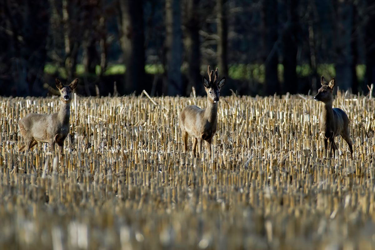 Die Tiere können weiterhin nicht ihre Witterung zuordnen, wenn man jetzt den Standort wechselt, ein verdächtiges Geräusch oder eine starke Bewegung ausführt, erkennen die Tiere eine Bedrohung und laufen sofort davon.