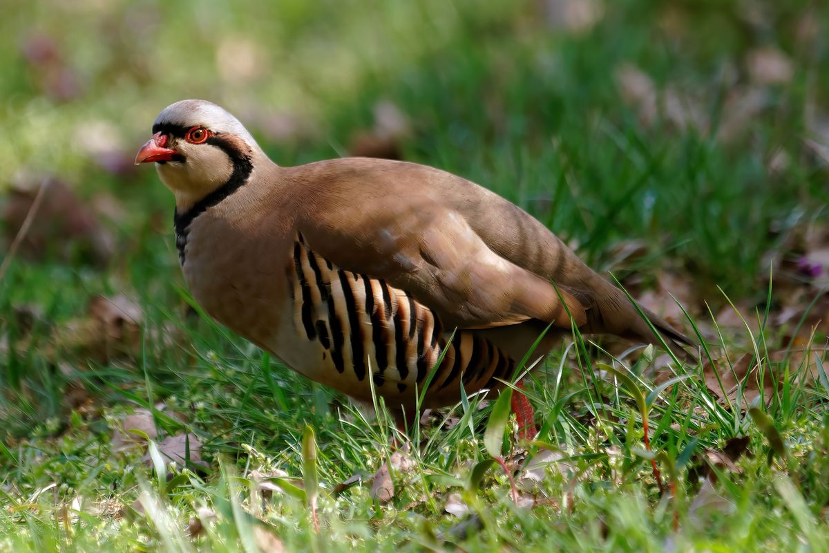 Das Steinhuhn gehört zu den seltensten Vogelarten in Deutschland. Es kommt bei uns eigentlich nur im Alpenraum vor.