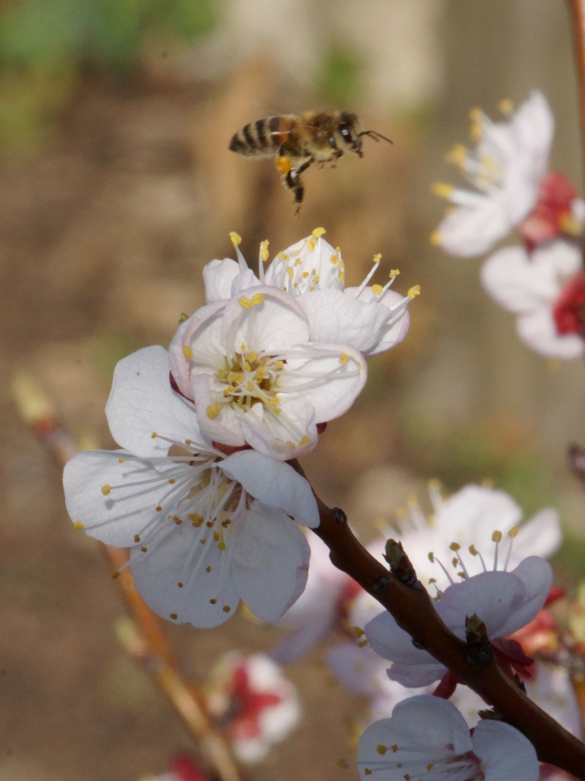 Marillenblüte