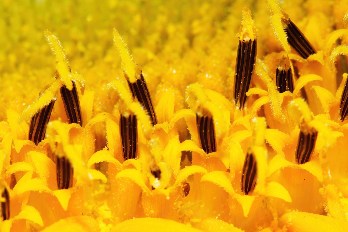 Makroaufnahme einer Sonnenblumeblüte in Abbildungsmaßstab1:1,5