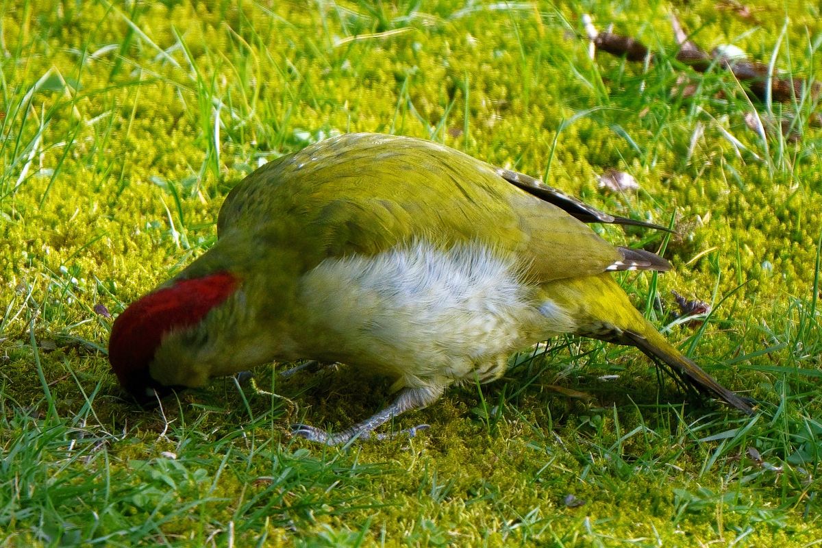 Ein Grünspecht (Picus viridis) bei der Arbeit, in heimischen Garten.