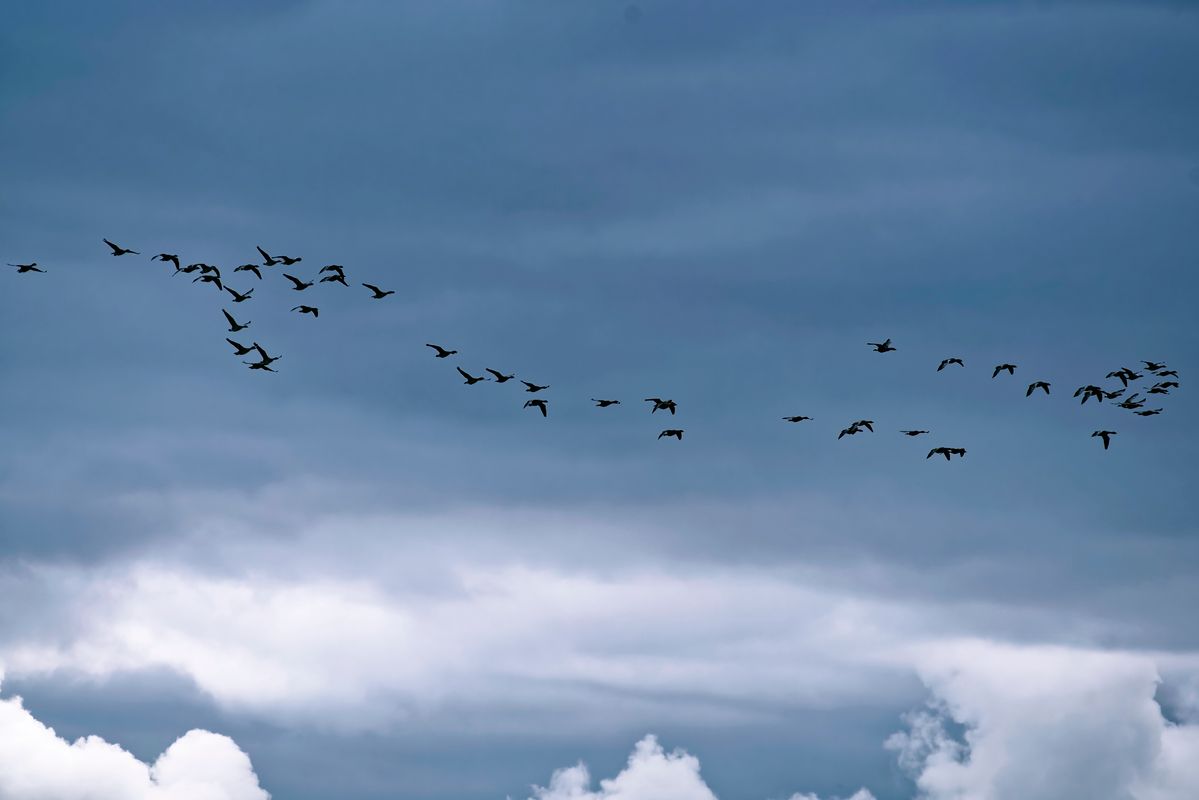 Wildgänse fliegen im Schwarm über das Outback von Schapen, in Emsland