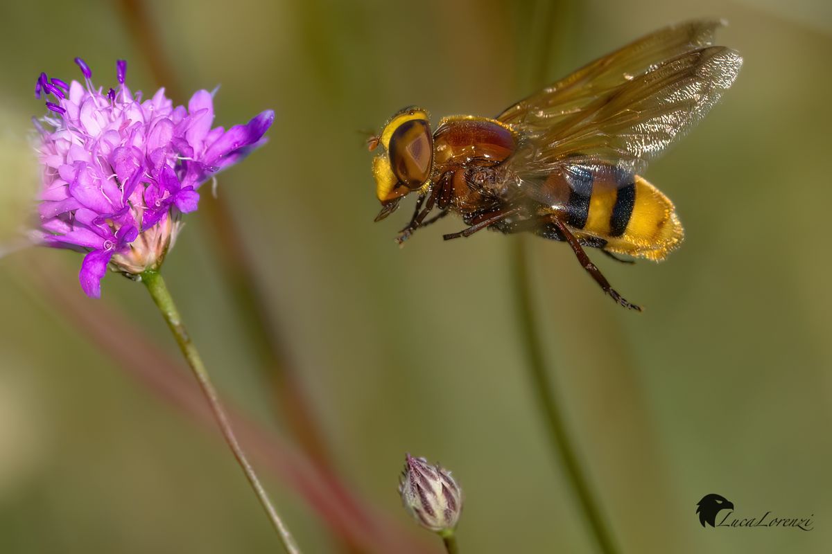 Volucella zonaria