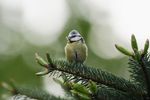 Profile (Birdlover2)