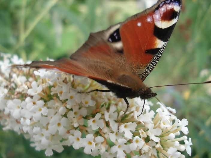 motyl 2