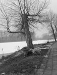 .drzewo w zimie.