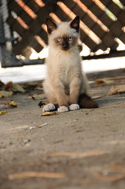 Simon