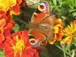 Motyl