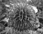Every creations of God is constantly change. By living and dying and blooming and withering.